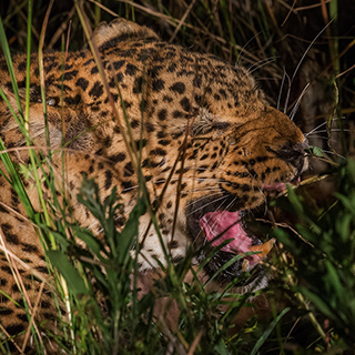 South Luangwa - Growling leopard 'Alice'